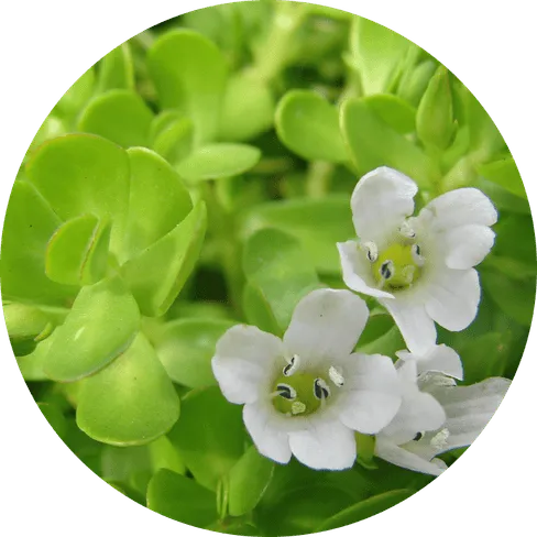 Bacopa Monnieri Extract for Memory and Focus